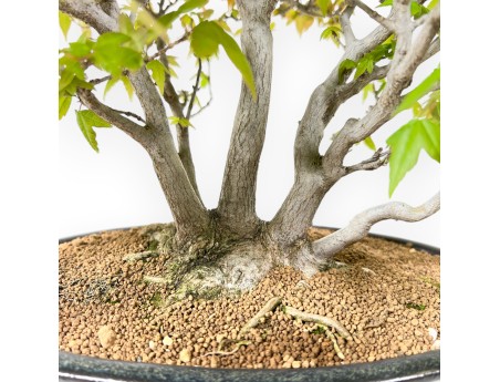 20 cm esdoorn bonsaiboom | Blauwe ovale pot