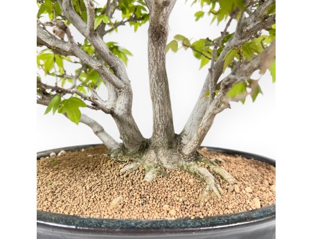 20 cm esdoorn bonsaiboom | Blauwe ovale pot