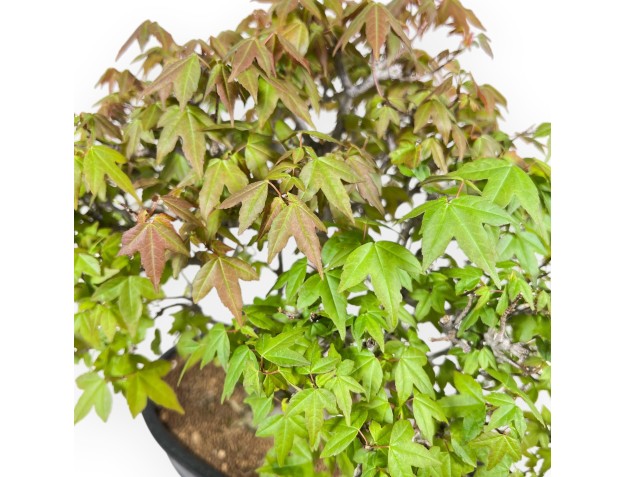 20 cm maple bonsai tree | Blue oval pot 2