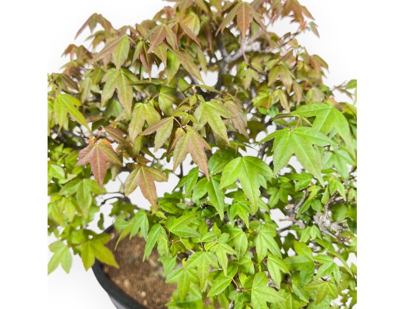 Bonsaï érable 20 cm | Pot ovale bleu