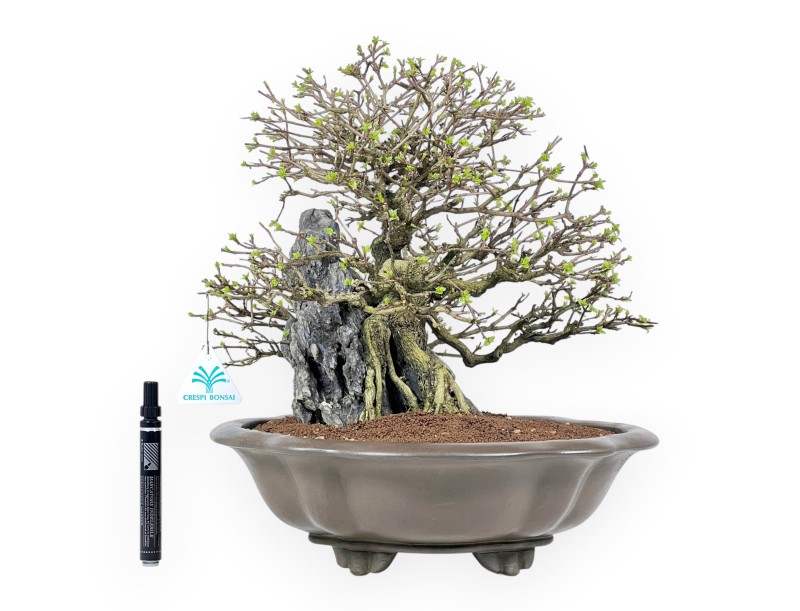 Bonsai Premna japonica su Roccia – Vaso a Nuvola