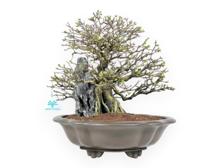 Bonsai Premna japonica su Roccia – Vaso a Nuvola