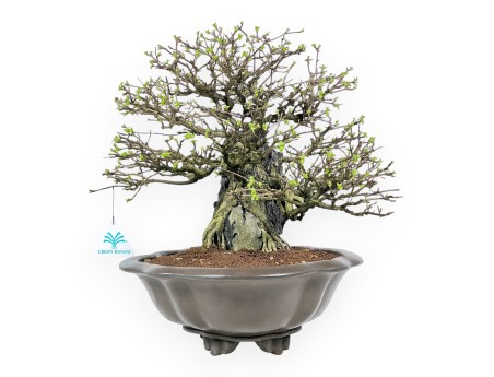 Bonsai Premna japonica su Roccia – Vaso a Nuvola