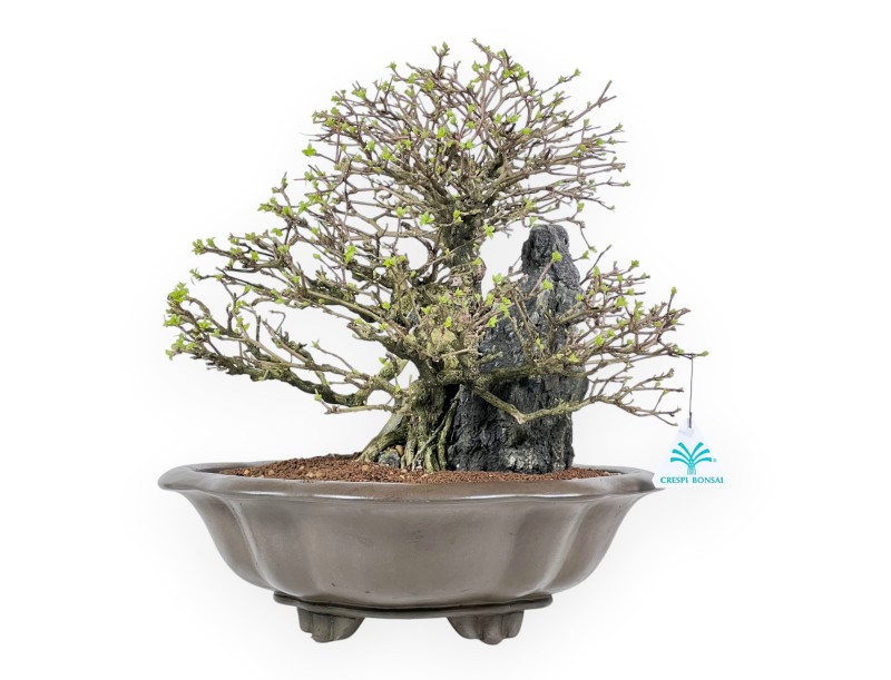 Bonsai Premna japonica su Roccia – Vaso a Nuvola