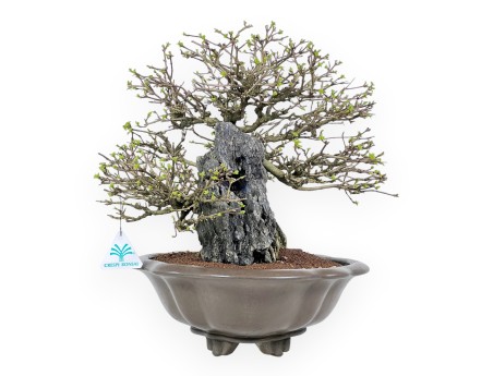 Bonsai Premna japonica su Roccia – Vaso a Nuvola