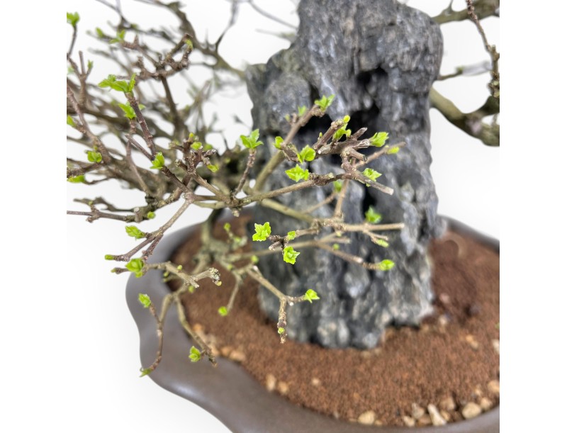 Bonsai Premna japonica su Roccia – Vaso a Nuvola