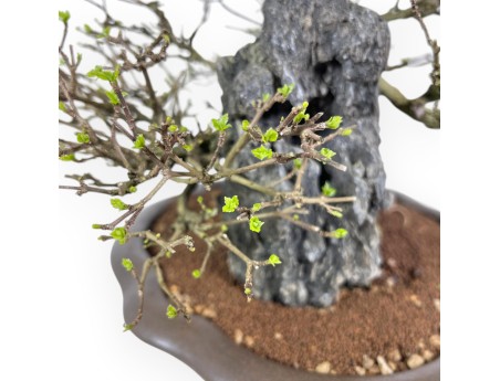 Bonsai Premna japonica su Roccia – Vaso a Nuvola