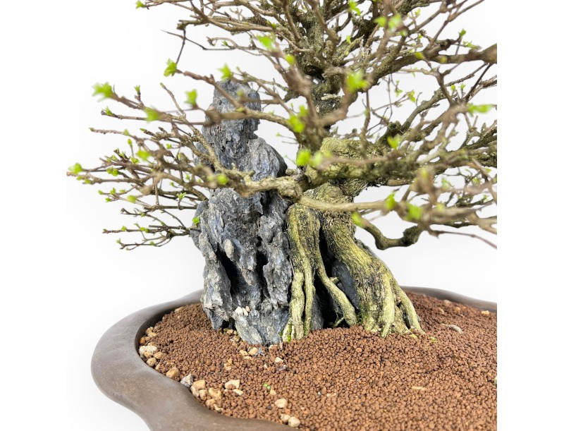 Bonsai Premna japonica su Roccia – Vaso a Nuvola