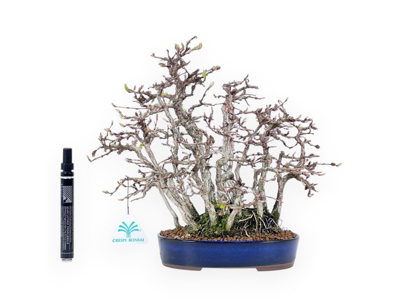 27 cm hornbeam bonsai | oval stoneware pot