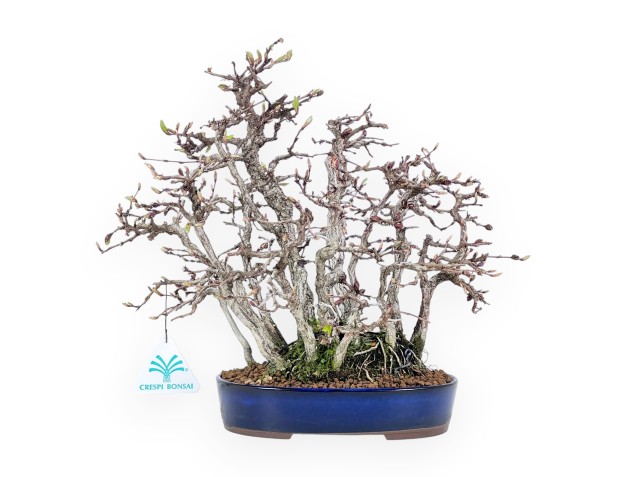 27 cm haagbeuk bonsai | ovale aardewerk pot