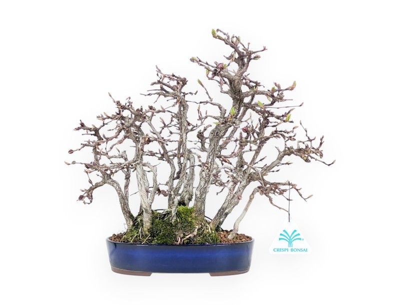 Bonsai di Carpino da 27 cm | Vaso ovale grès smaltato