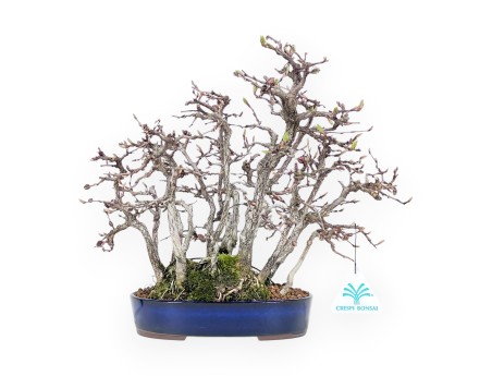 Bonsai di Carpino da 27 cm | Vaso ovale grès smaltato