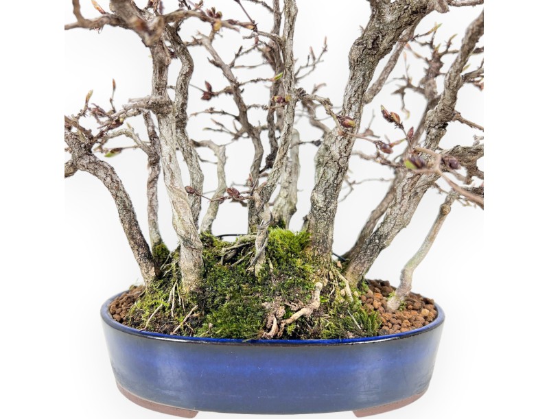27 cm Hainbuche Bonsai | ovaler Steinguttopf