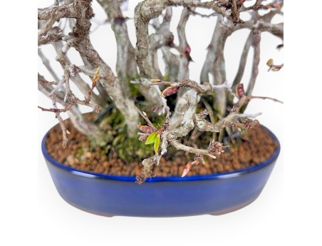 27 cm hornbeam bonsai | oval stoneware pot