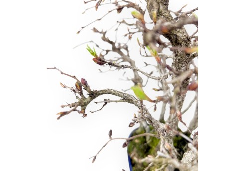 27 cm hornbeam bonsai | oval stoneware pot