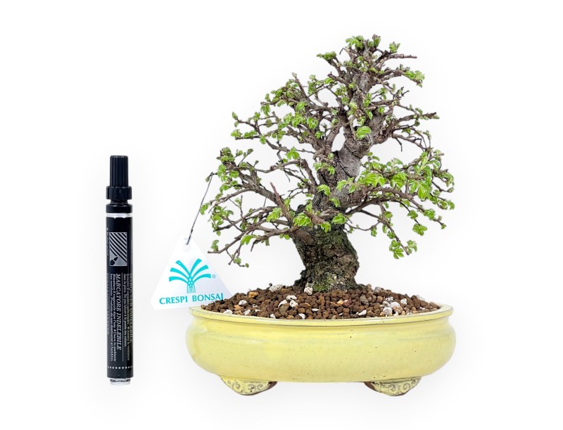 21 cm Iepen bonsai boom | Ovale aardewerk pot