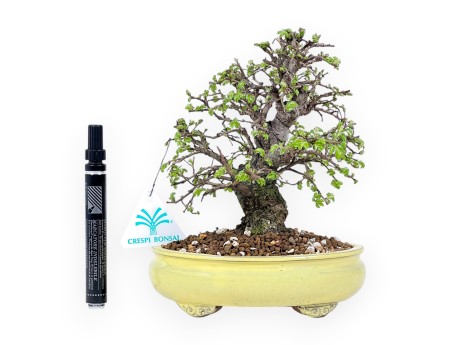 21 cm Iepen bonsai boom | Ovale aardewerk pot