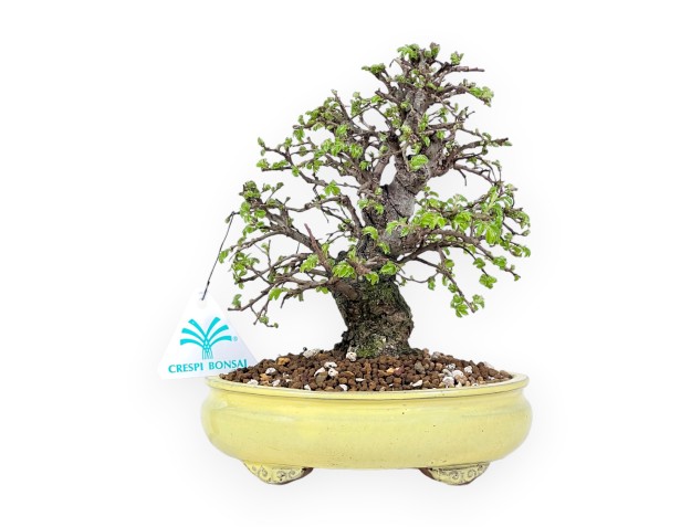 Bonsai di Olmo da 21 cm | Vaso ovale grès smaltato