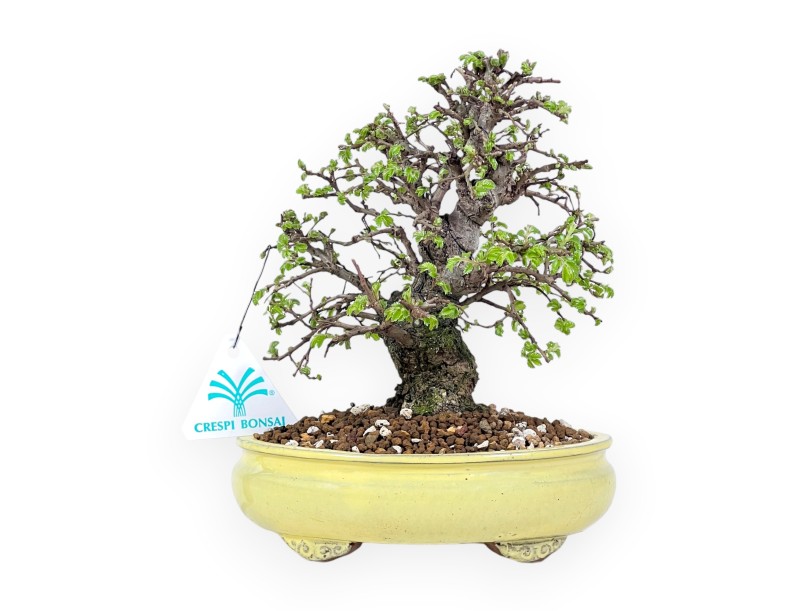 21 cm Iepen bonsai boom | Ovale aardewerk pot