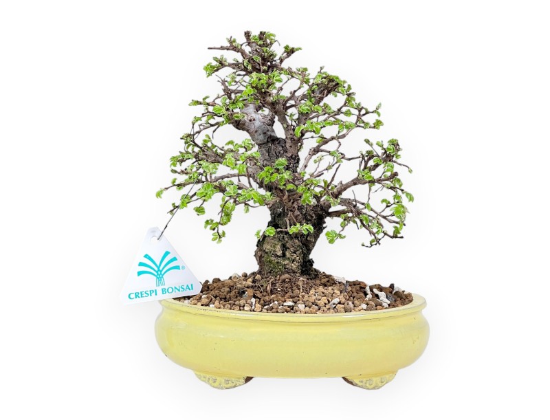 21 cm Elm bonsai tree | Oval stoneware pot