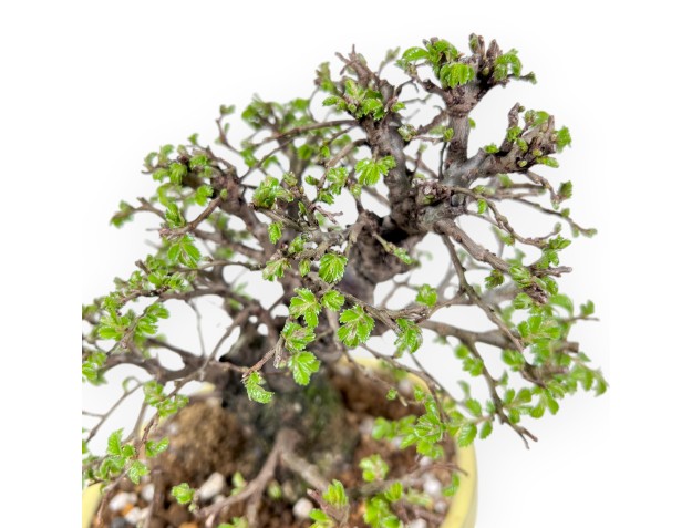 21 cm Iepen bonsai boom | Ovale aardewerk pot 2