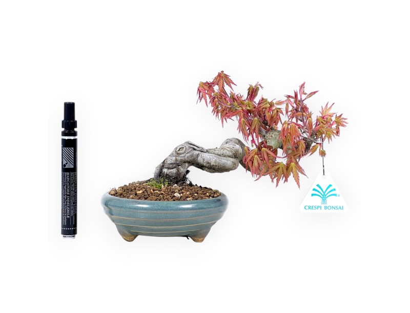 Bonsai di acero da 17 cm | Vaso tondo verde