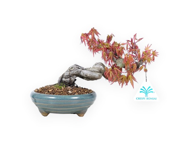 Bonsaï érable 17 cm | Pot rond vert