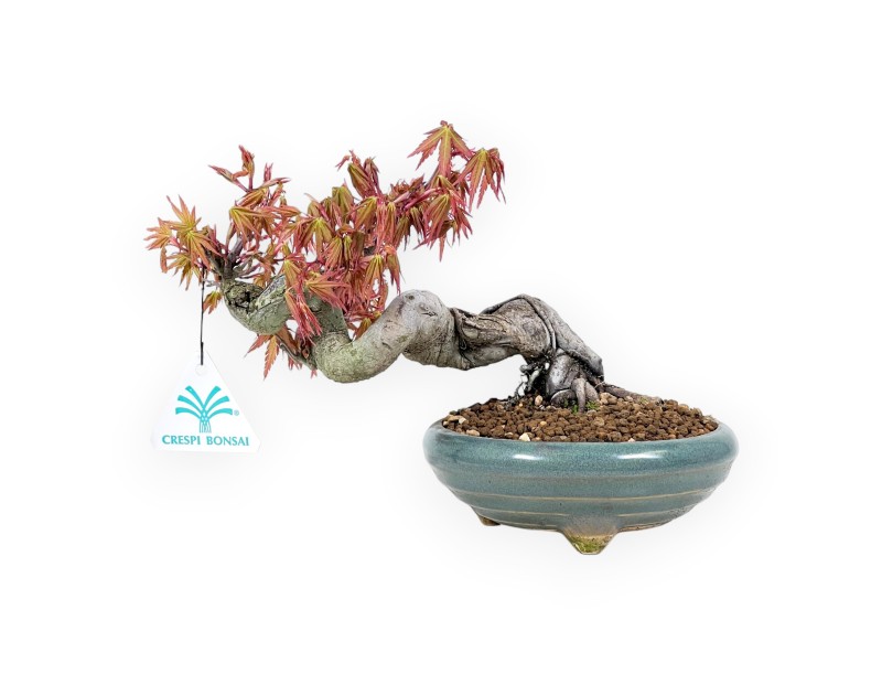 Bonsaï érable 17 cm | Pot rond vert