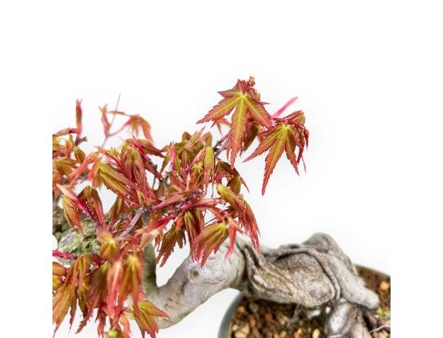 17 cm esdoorn bonsaiboom | Ronde groene pot 2