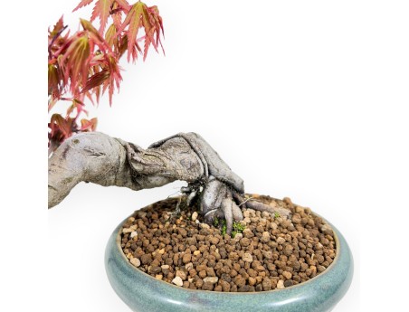 17 cm Ahorn Bonsaibaum | Runder grüner Topf