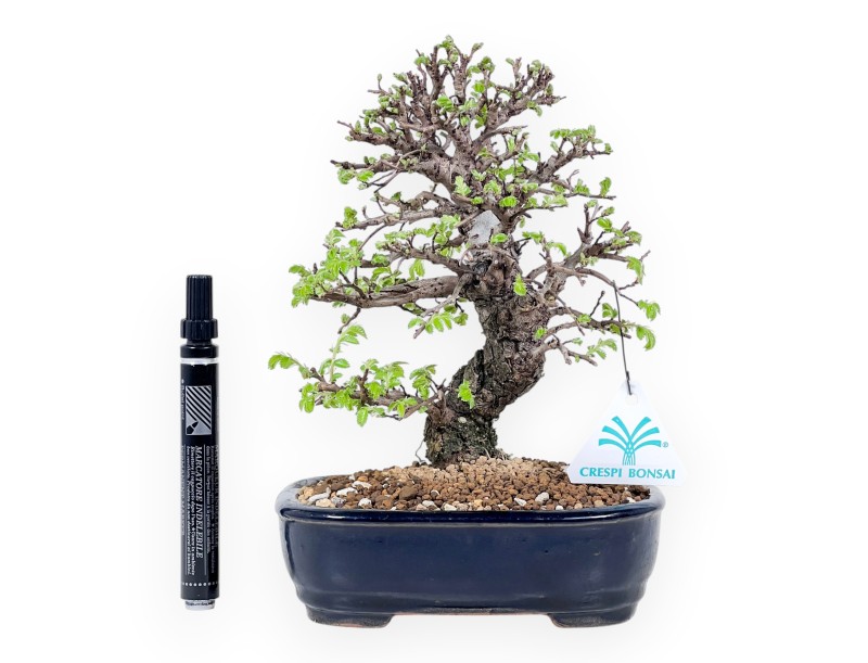 23 cm Iepen bonsai boom | Rechthoekige geglazuurde aardewerk pot