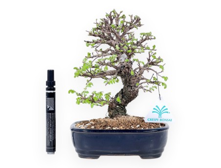 23 cm Elm bonsai tree | Rectangular glazed stoneware pot