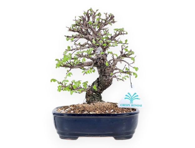 Bonzaï orme 23 cm | Pot rectangulaire en grès émaillé