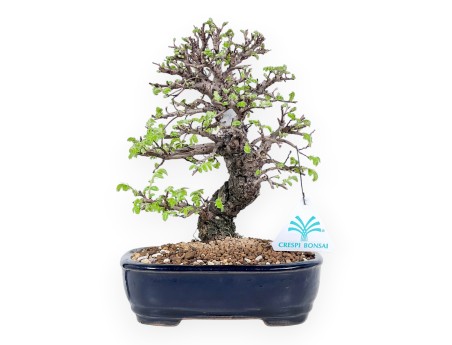 Bonzaï orme 23 cm | Pot rectangulaire en grès émaillé