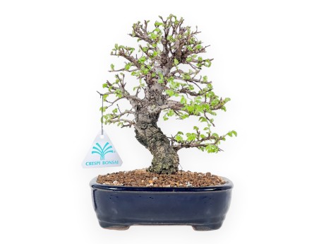 23 cm Iepen bonsai boom | Rechthoekige geglazuurde aardewerk pot