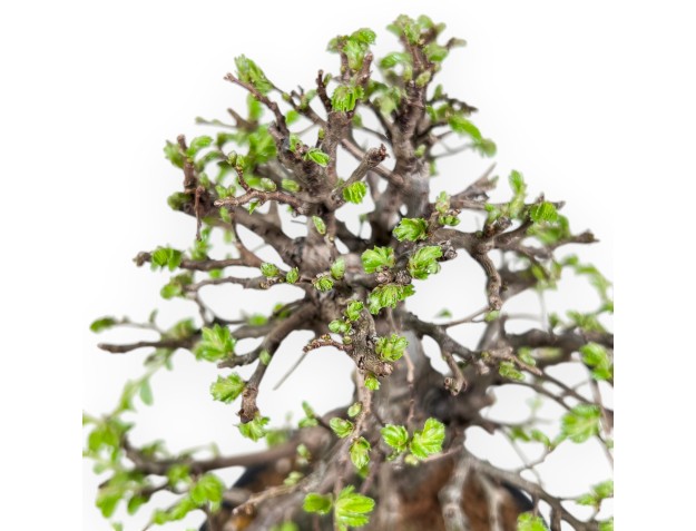 23 cm Iepen bonsai boom | Rechthoekige geglazuurde aardewerk pot 2