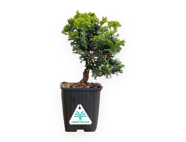 Chamaecyparis Obtusa Nana Gracilis - Cypress - 26 cm