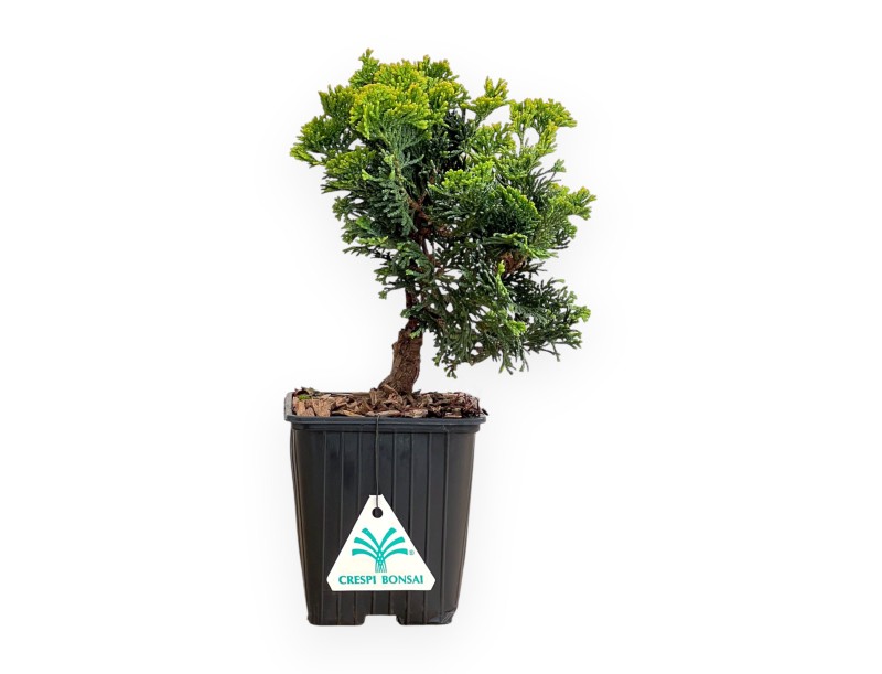 Chamaecyparis Obtusa Nana Gracilis - Cypress - 26 cm