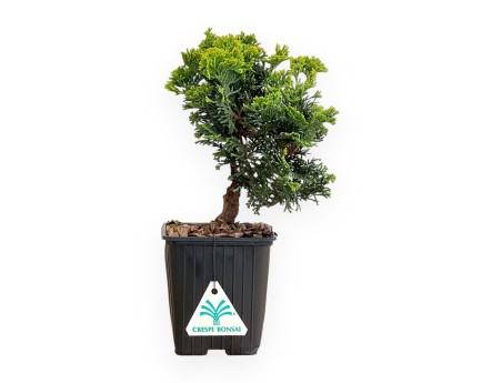 Chamaecyparis Obtusa Nana Gracilis - Cipresso - 26 cm
