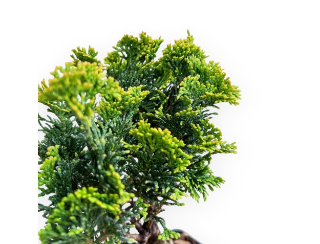 Chamaecyparis Obtusa Nana Gracilis - Cipresso - 26 cm 2