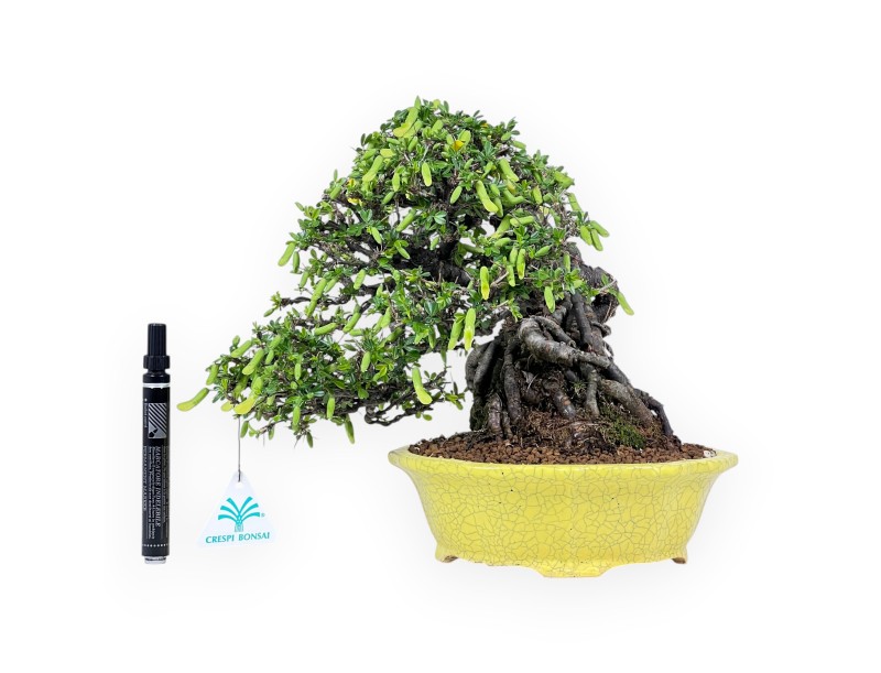 Caragana bonsai van 27 cm | Rond geel pot