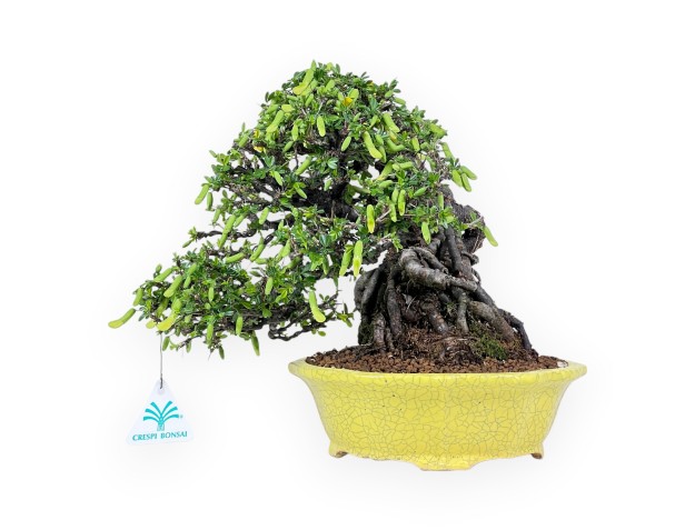 Caragana bonsai van 27 cm | Rond geel pot