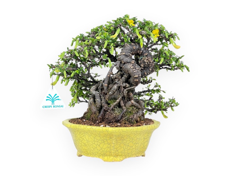 Caragana bonsai van 27 cm | Rond geel pot