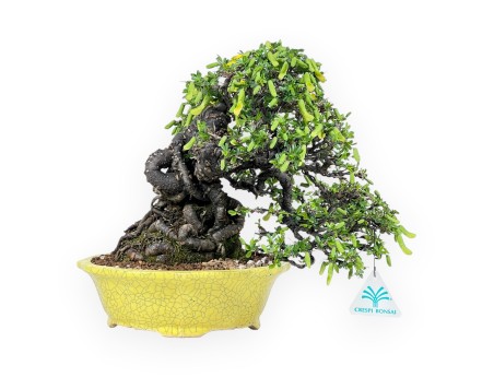 Caragana bonsai van 27 cm | Rond geel pot