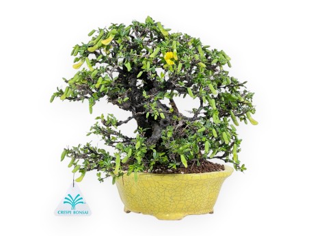 Caragana bonsai van 27 cm | Rond geel pot