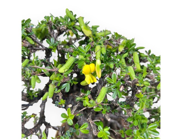 Caragana bonsai van 27 cm | Rond geel pot 2