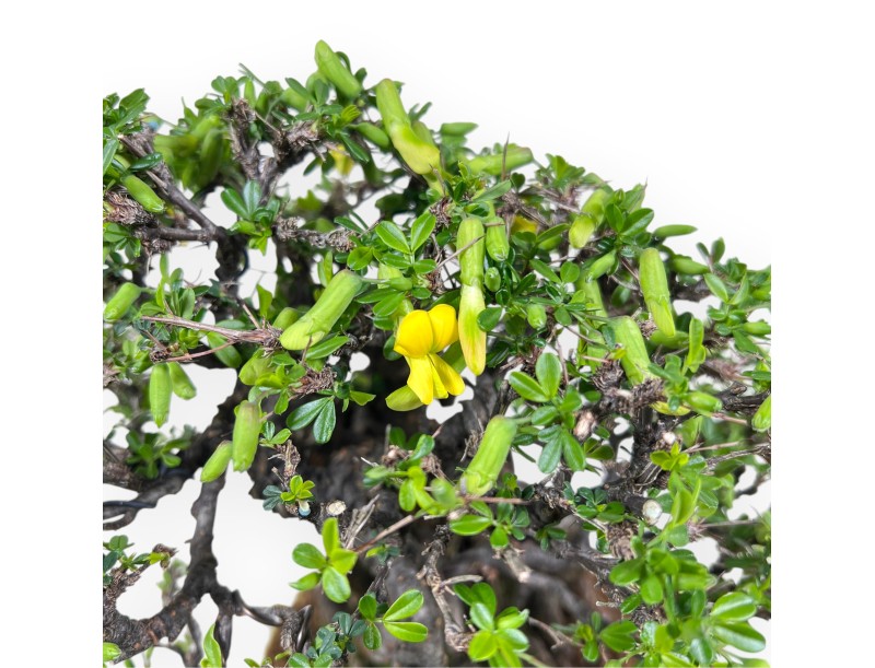 Caragana Bonsai von 27 cm | Rund gelb Topf