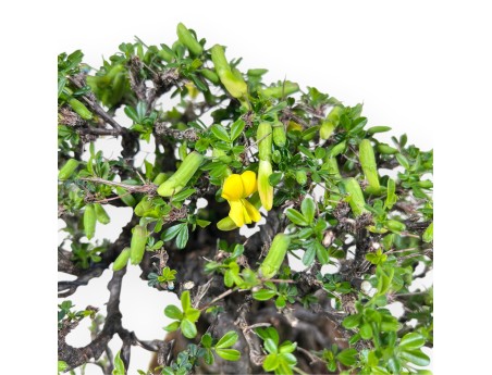 Caragana Bonsai von 27 cm | Rund gelb Topf