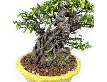 Caragana bonsai van 27 cm | Rond geel pot