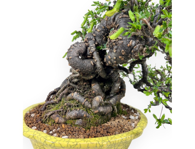 Caragana bonsai van 27 cm | Rond geel pot